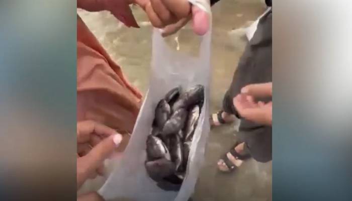 karachites netting fish in rain water