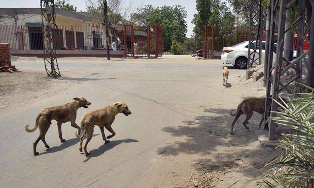 polio worker biten by stray dogs