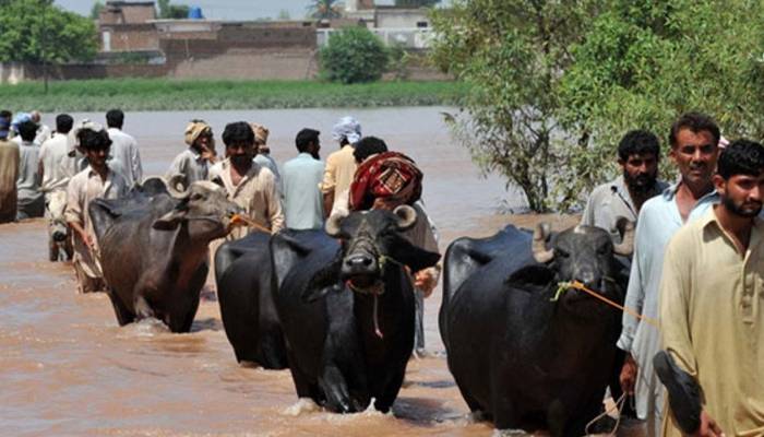 cattles in pak flood