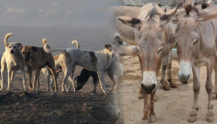 چین نے پاکستان سے گدھے اور کتے مانگ لئے 