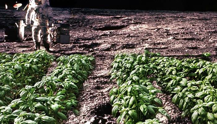 mustard greens plantation on moon