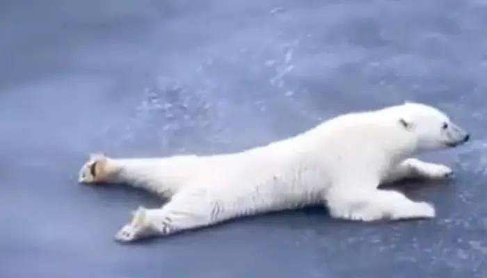 POLAR BEAR SKATING