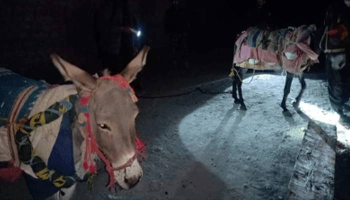 donkeys arrested in chitral