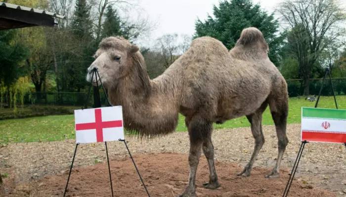 camel predicts fifa matches