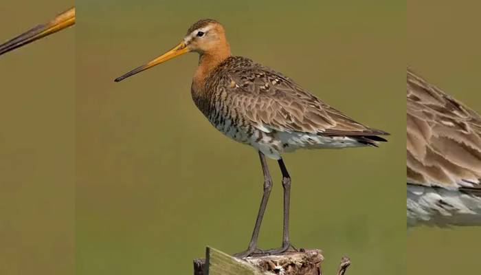 godtvit bird new record of single flight