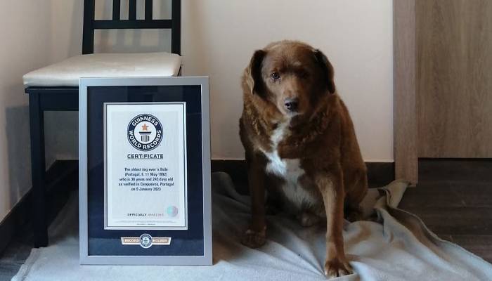 bobby the dog world record