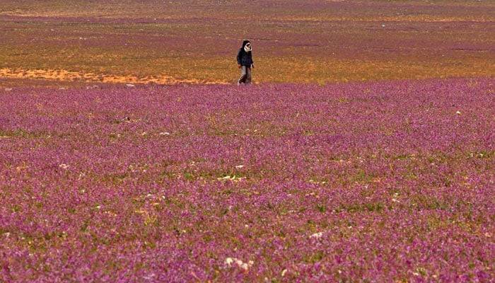  سعودی ریگستان نے جامنی پھولوں کی چادر اوڑھ لی 