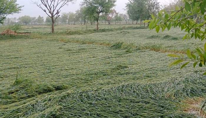 ژالہ باری سے فصلوں کی پیداوار میں بڑی کمی 