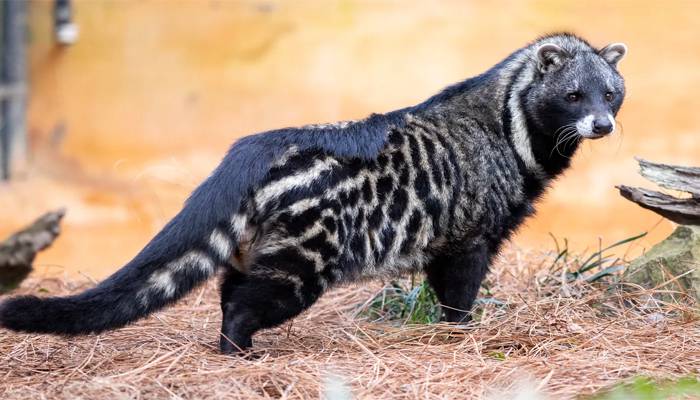 civet