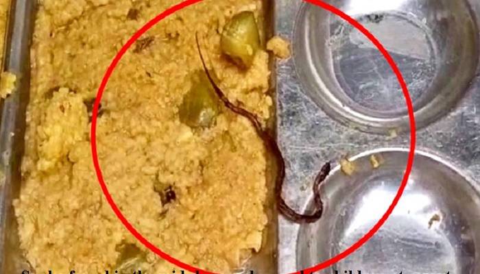 snake in meal