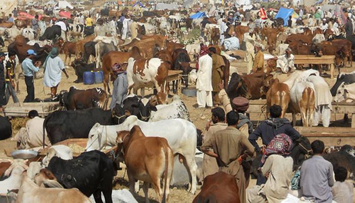 عید قربان کیلئے ایس او پیز جاری، جانوروں کی نقل و حرکت پر پابندی