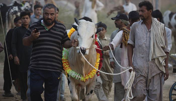  قربانی کے جانوروں پر بھی ٹیکس ادا کرنا پڑے گا