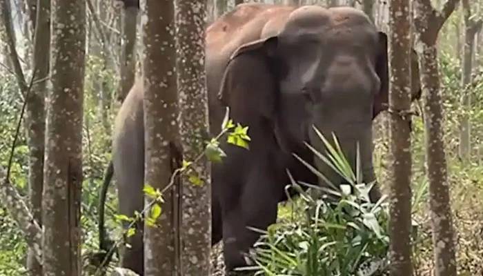 بھارت،ہاتھیوں کے غول نے خاتون کو روند ڈالا  