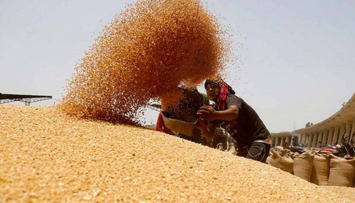 ذخیرہ اندوز مافیا سرگرم: پنجاب میں گندم بحران سنگین ہو گیا