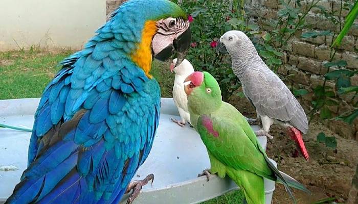 parrot registration