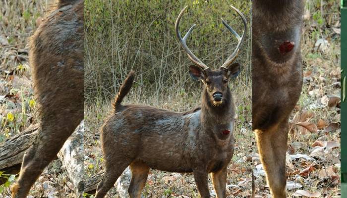 deer from india