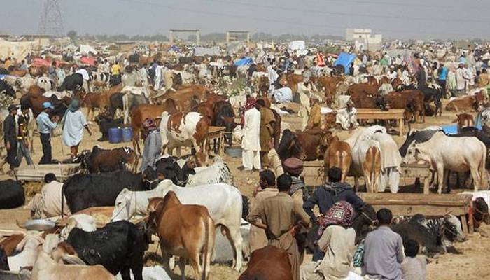  حکومت کاقربانی کےجانوروں کےسیل پوائنٹس پرکوئی فیس نہ لینےکافیصلہ