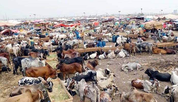 مویشی منڈیوں کے حوالے سے پی ڈی ایم اے  کی ہدایات جاری 