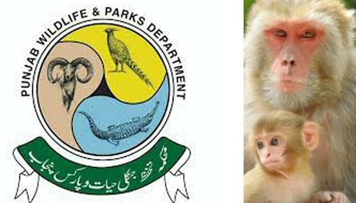 وہاڑی:محکمہ وائلڈ لائف ملازمین نےمداری کا بندر مار ڈالا 